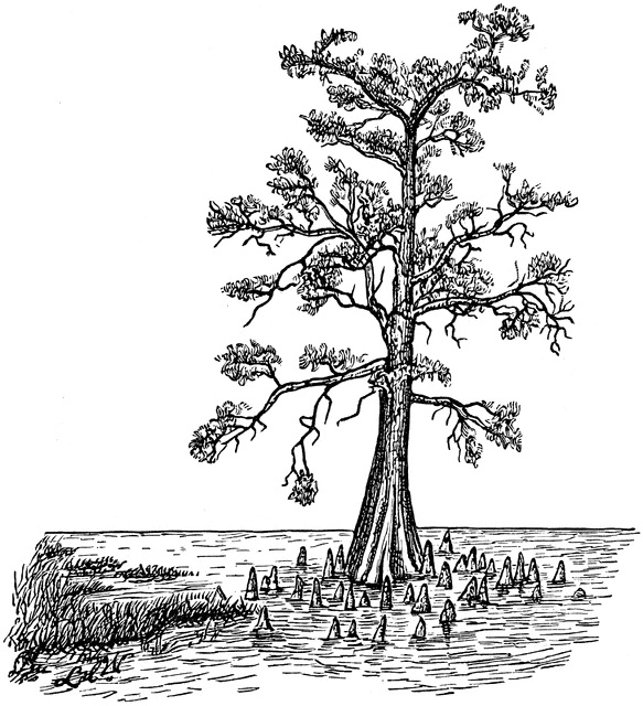 Swamp Clip Art. Bald Cypress in Swamp Form