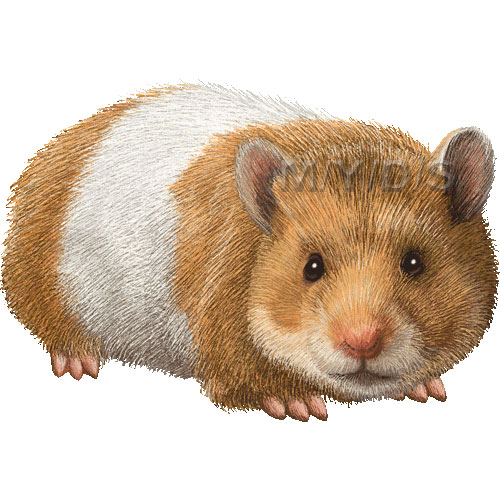 Hamster cliparts