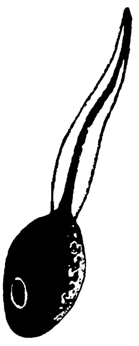 tadpole clipart black and white