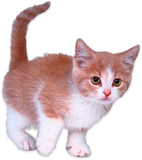 Tag kitten clipart clipart pictures