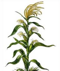 Tags: corn, cornstalks, gardening