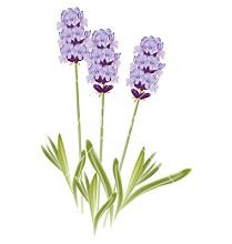Tags Lavender Pictures Of Lavender Flowers Did You Know Lavender If