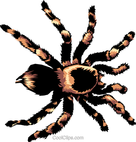 Tarantula Royalty Free Vector Clip Art illustration
