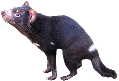 Cartoon animal - tasmanian .