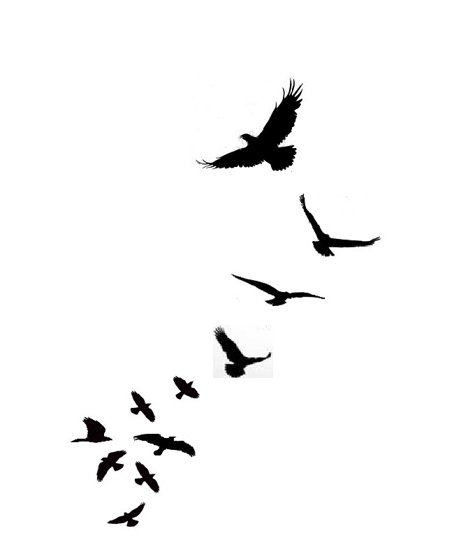 Line Drawing Flying Birds .