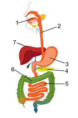 The digestive system labeled  - Digestive System Clipart