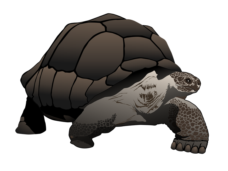 Cute tortoise vector illustra