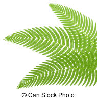 ... The green leaves of a fern. Vector illustration.