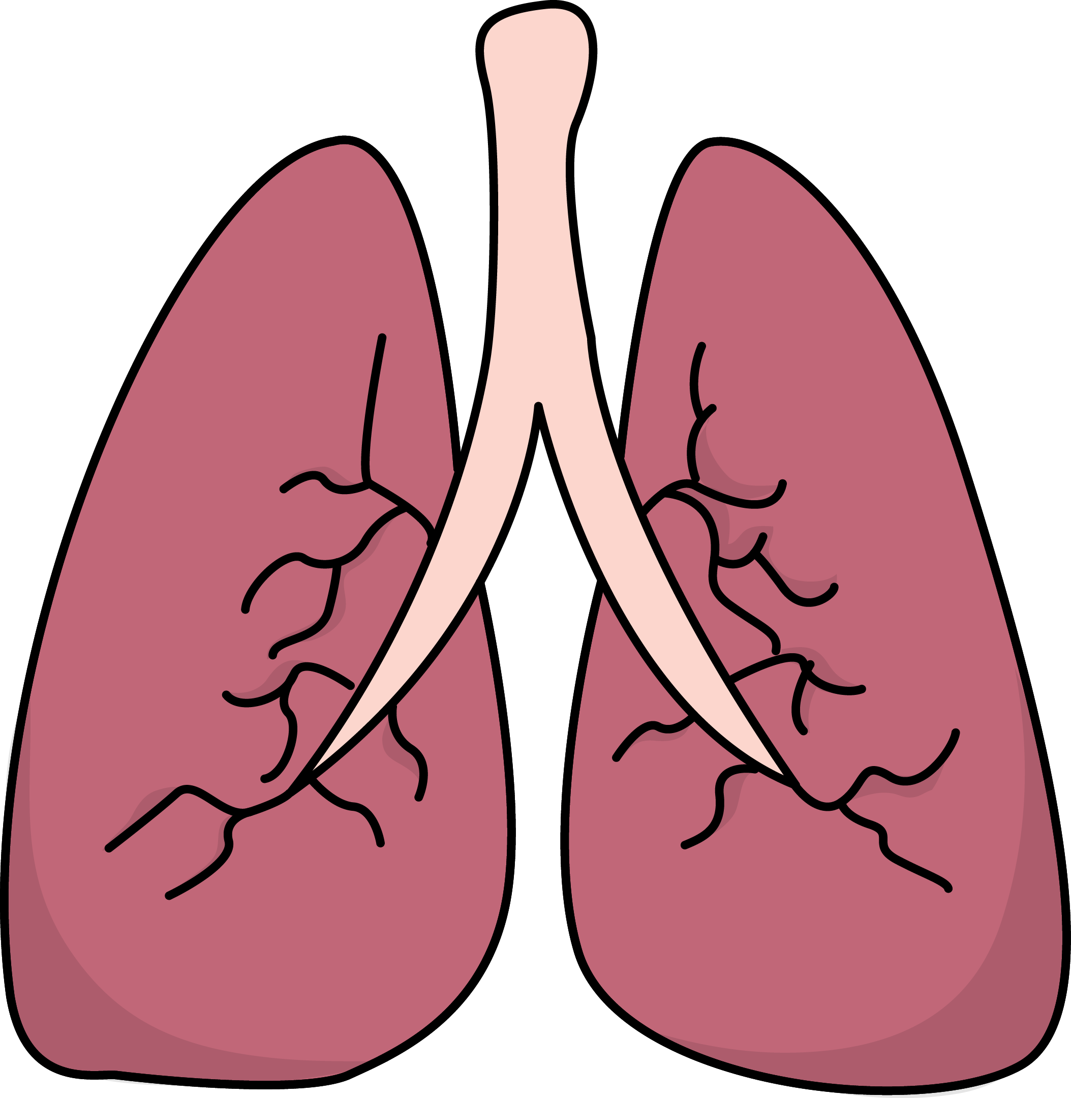 The Human Lung For Kids Clipart With Labels - ClipArt Best