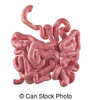 ... The small intestine - medically accurate illustration of the.