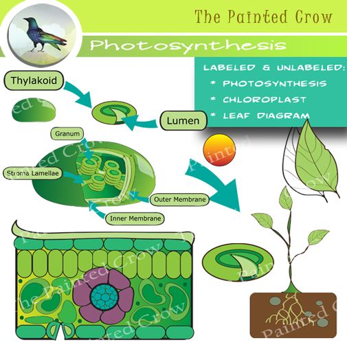 This 26 piece photosynthesis and leaf diagram clip art set includes labeled and unlabeled versions of