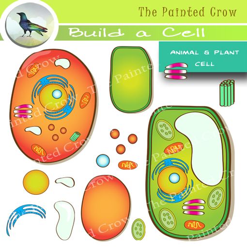 This Build a Cell clipart set features one pre-built plant cell, one pre