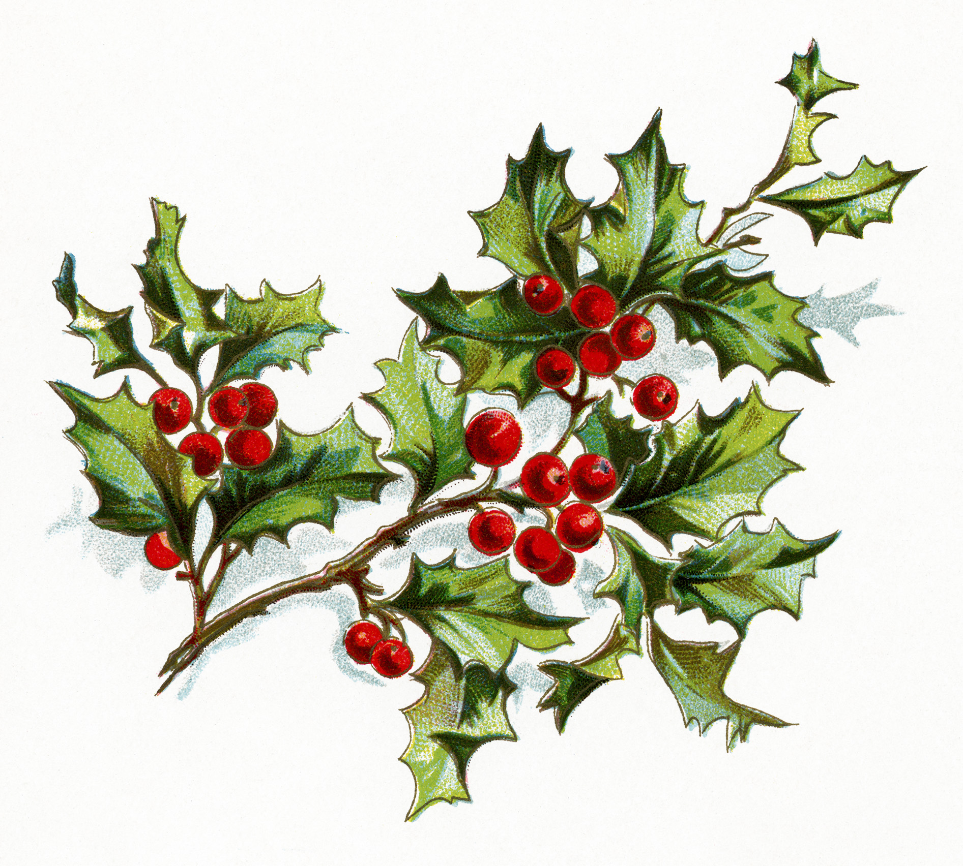 This Lovely Sprig Of Holly An - Vintage Christmas Clipart