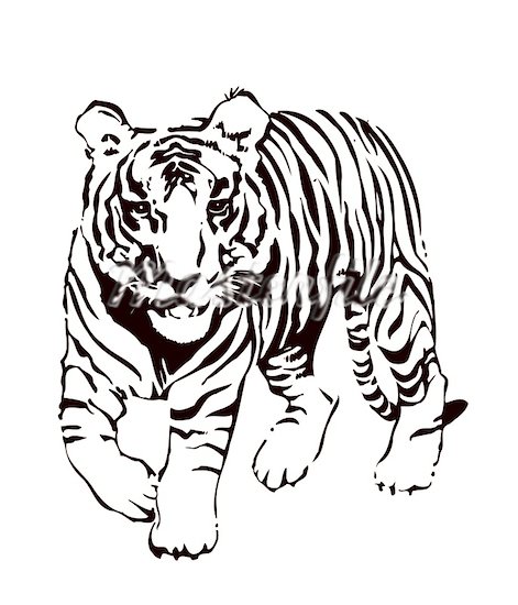 black white tiger cub clipart