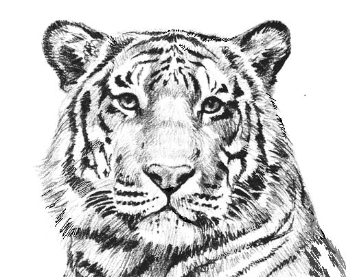 Tiger black and white white t - White Tiger Clipart