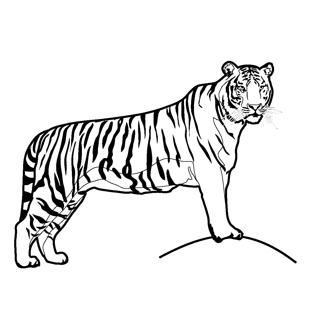 Tiger Clip Art Pictures Black - White Tiger Clipart