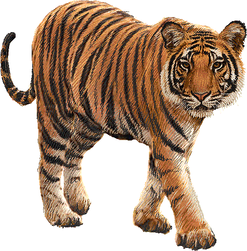 Tiger Clipart Free Clipartmonk Free Images