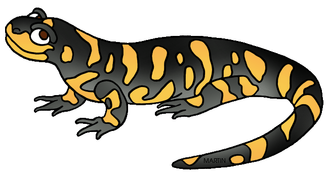 amphibian striped salamander 