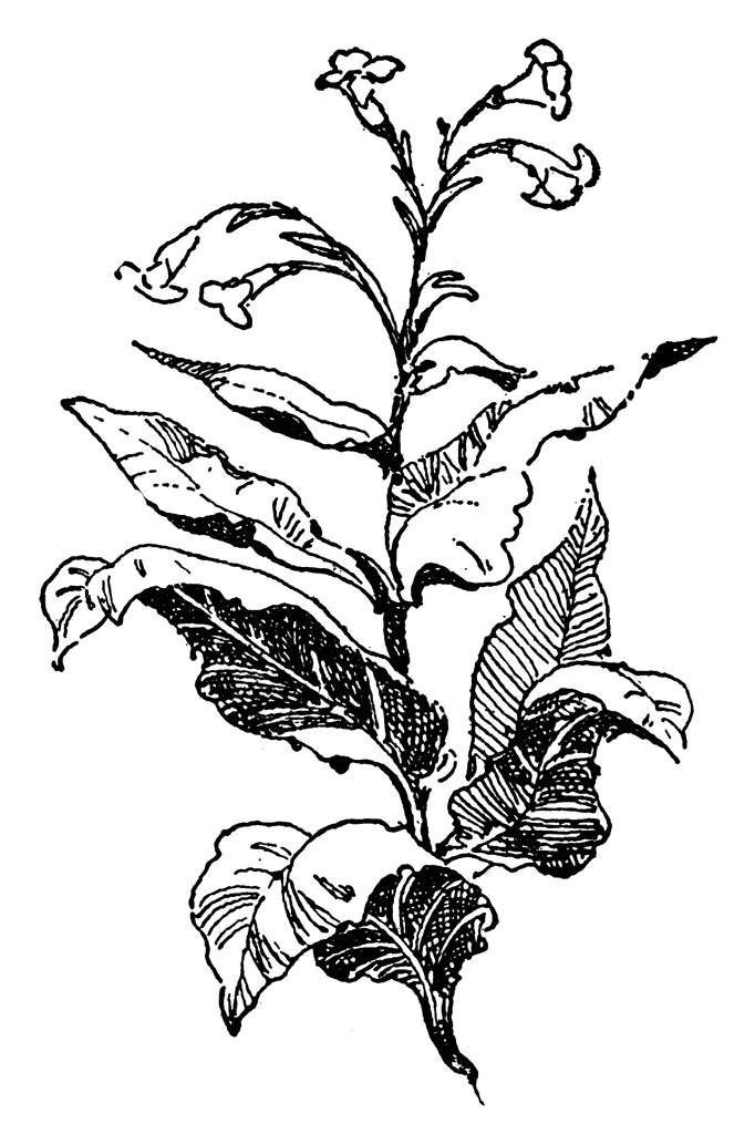 Tobacco Leaf Clipart