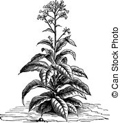... Tobacco (Nicotiana tabacum), vintage engraving. - Tobacco.