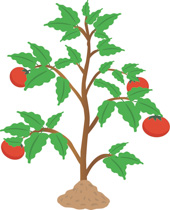 Free Plant Clipart