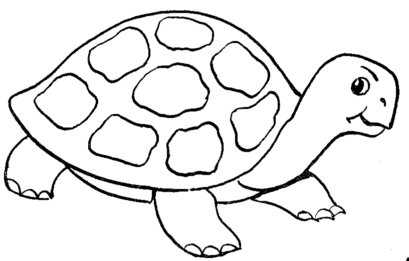 tortoise: Cute turtle cartoon