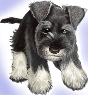 toy Schnauzer Puppies for .