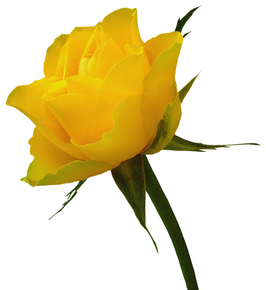 Transparent Yellow Rose Clipart