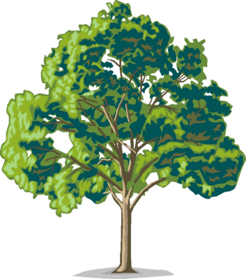 Trees family tree clipart fre