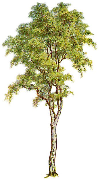 Tree Clipart - Silver Birch .