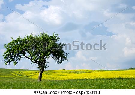 ... Tree in the grassland