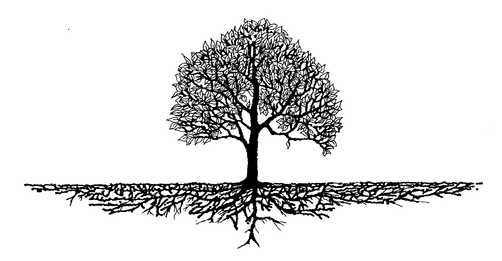 Picture Of A Tree With Roots