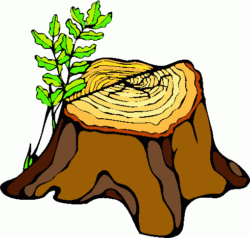 Cross section of tree stump i