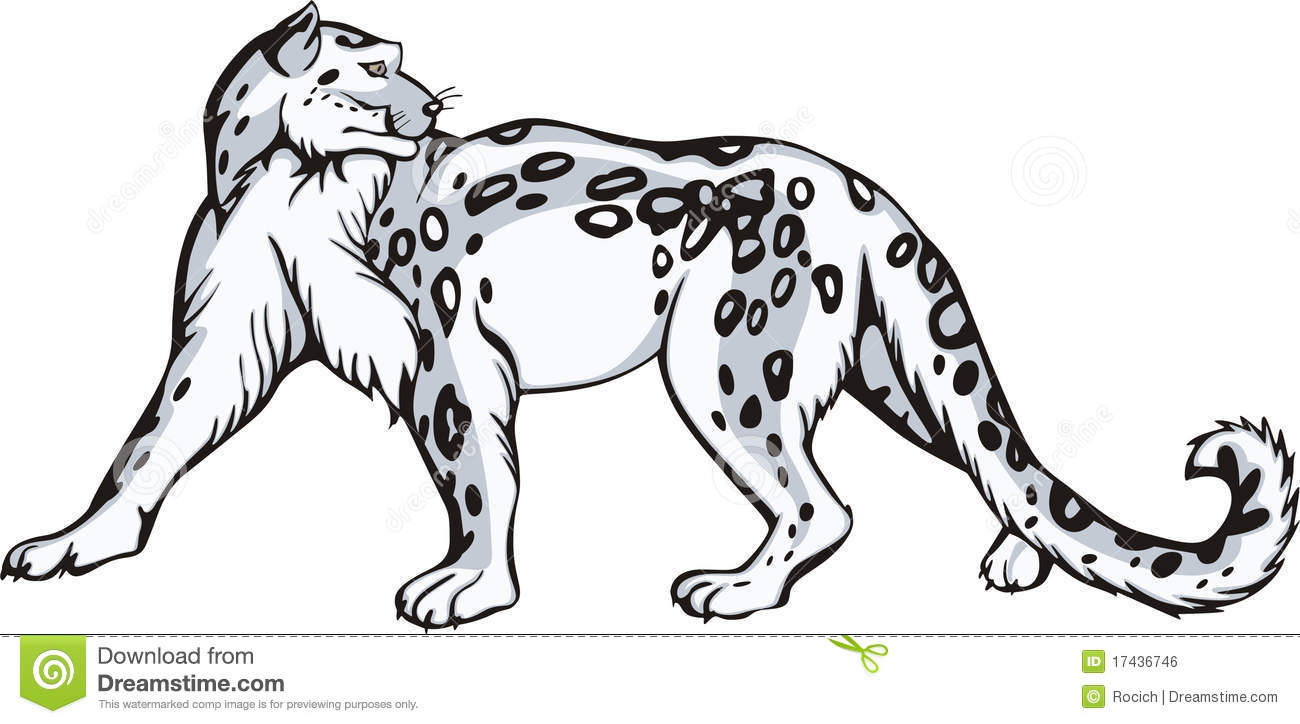 Snow Leopard Drawing Clipart.