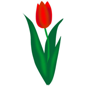 Tulip clip art polyvore
