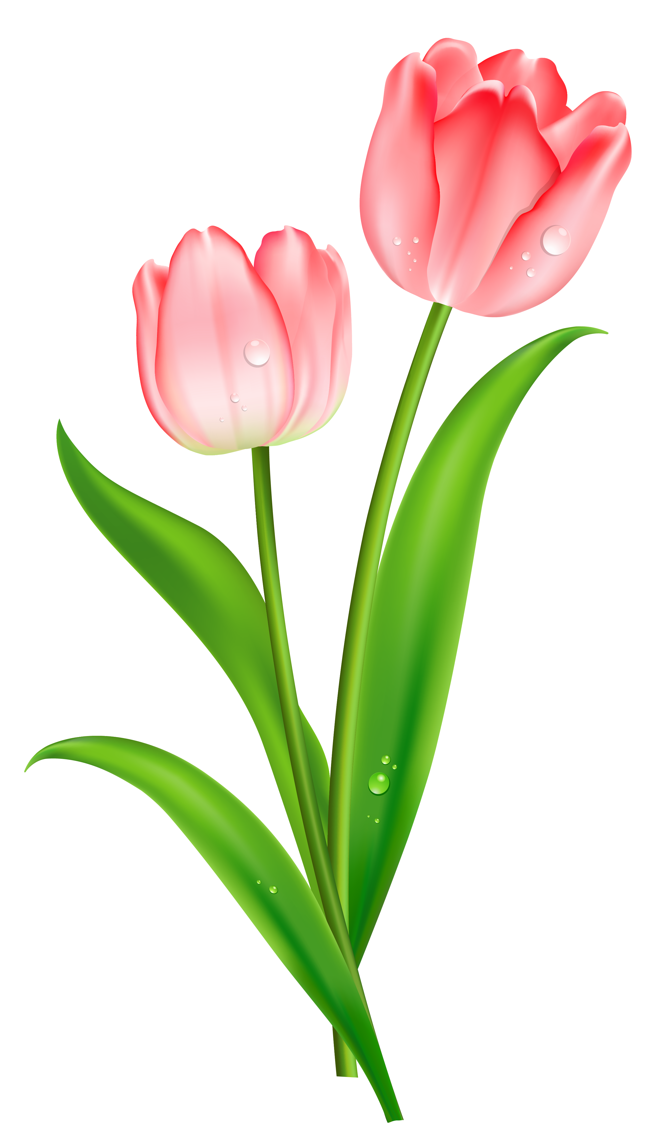 Tulips Images Cliparts Co