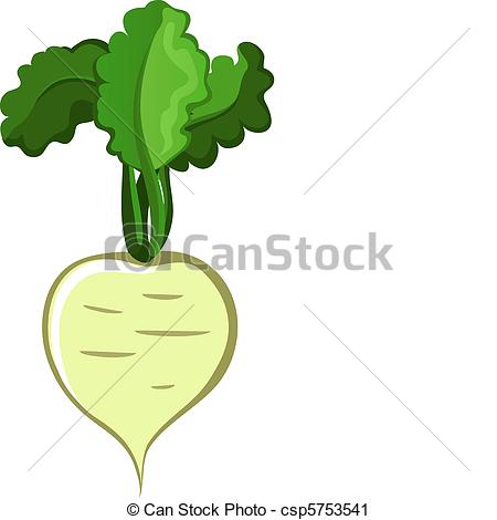 Turnip - Vegetable