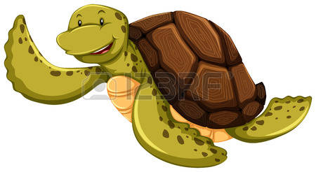 turtle shell: Smiling turtle on a white background