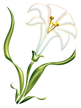 Flower lily, love symbol, .