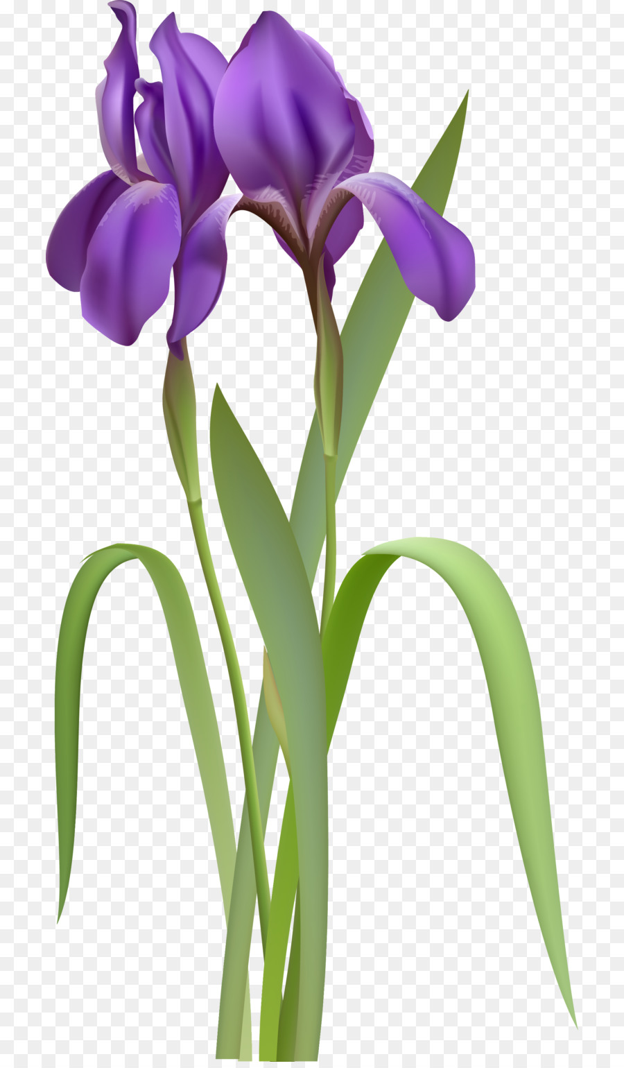 Iris flower data set Clip art - unlimited clipart