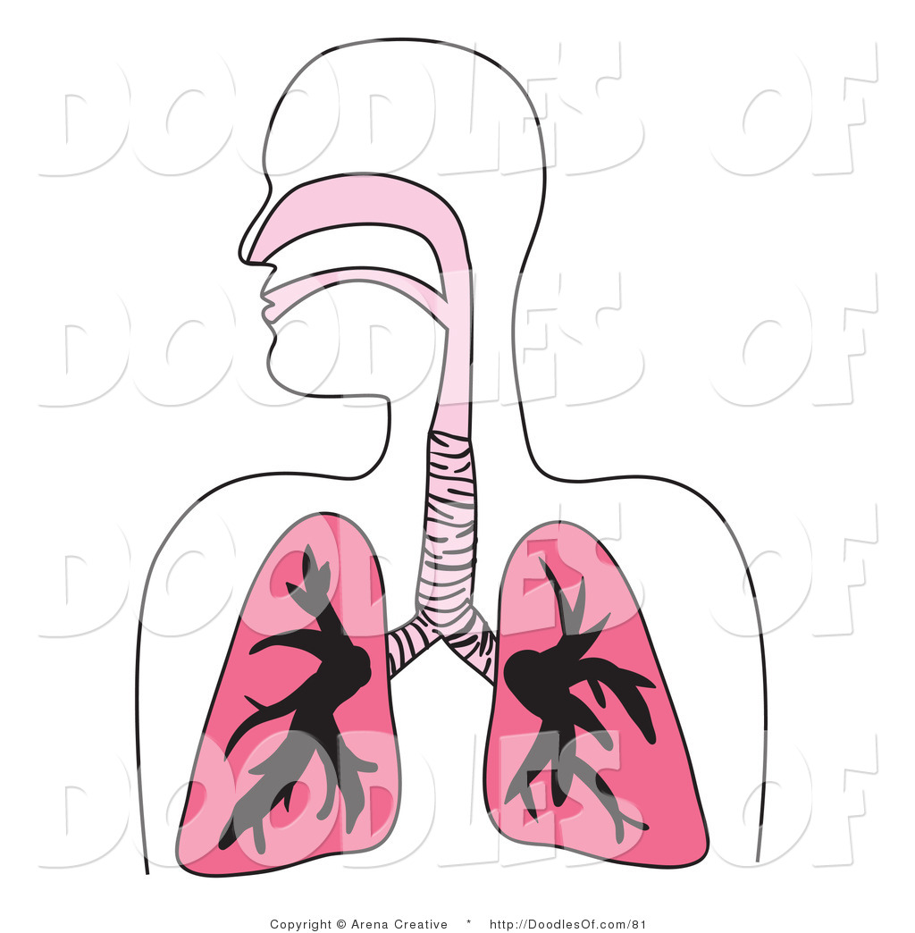Vector Clipart of a Human Respiratory System Diagram in Pink