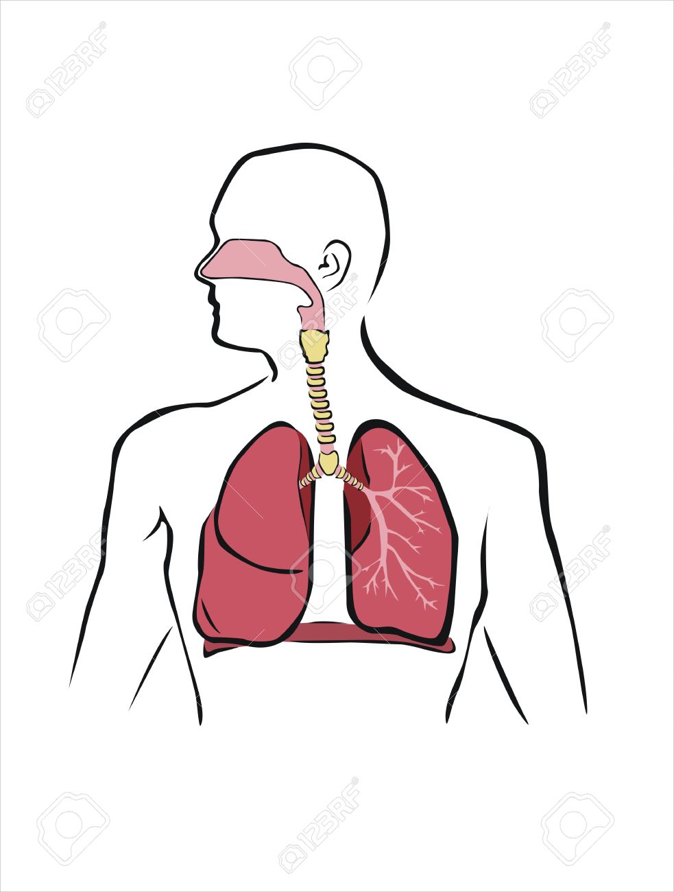 Vector - diagram of human respiratory system