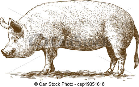 vector illustration of big hog - vector illustration of... ...