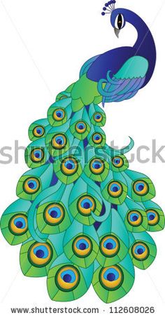 Vector Peacock by Lauren Murray, via ShutterStock