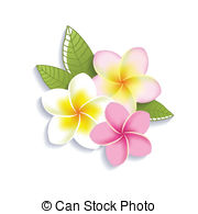 ... Vector plumeria flowers on a white background - Vector.
