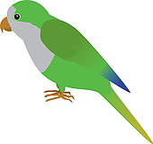 Vector; Quacker Parrot - Parakeet Clipart