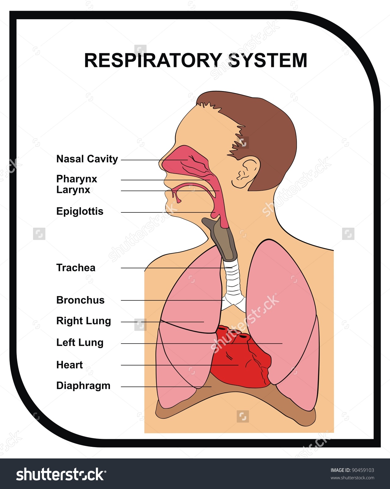 VECTOR - Respiratory System