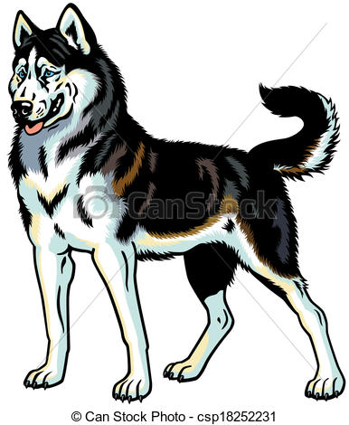 Vectors Of Siberian Husky Dog Siberian Husky Breed Illustration