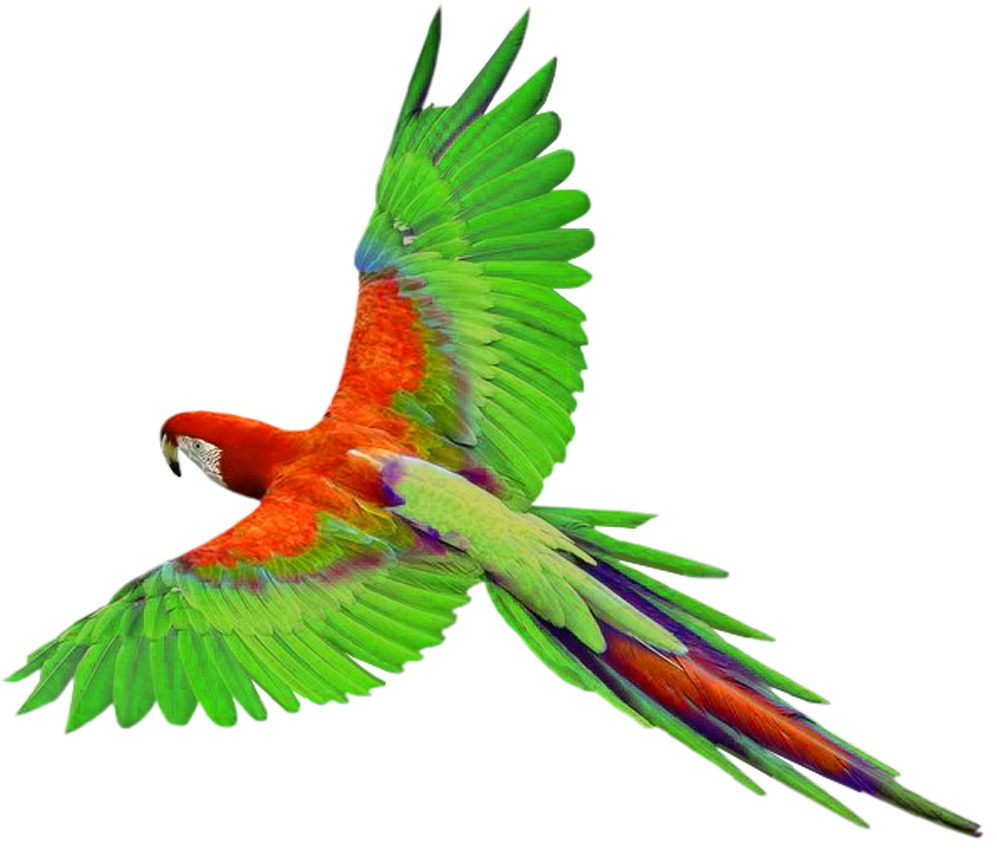 Colored clip art of flying bi