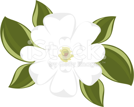 View Of Southern Magnolia Illustration Top Clipart Free Clip Art